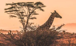 Best African Countries to Visit