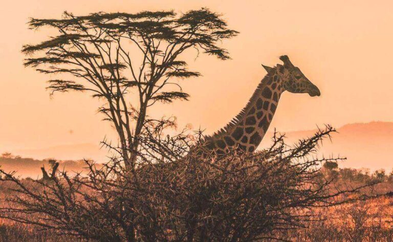Best African Countries to Visit
