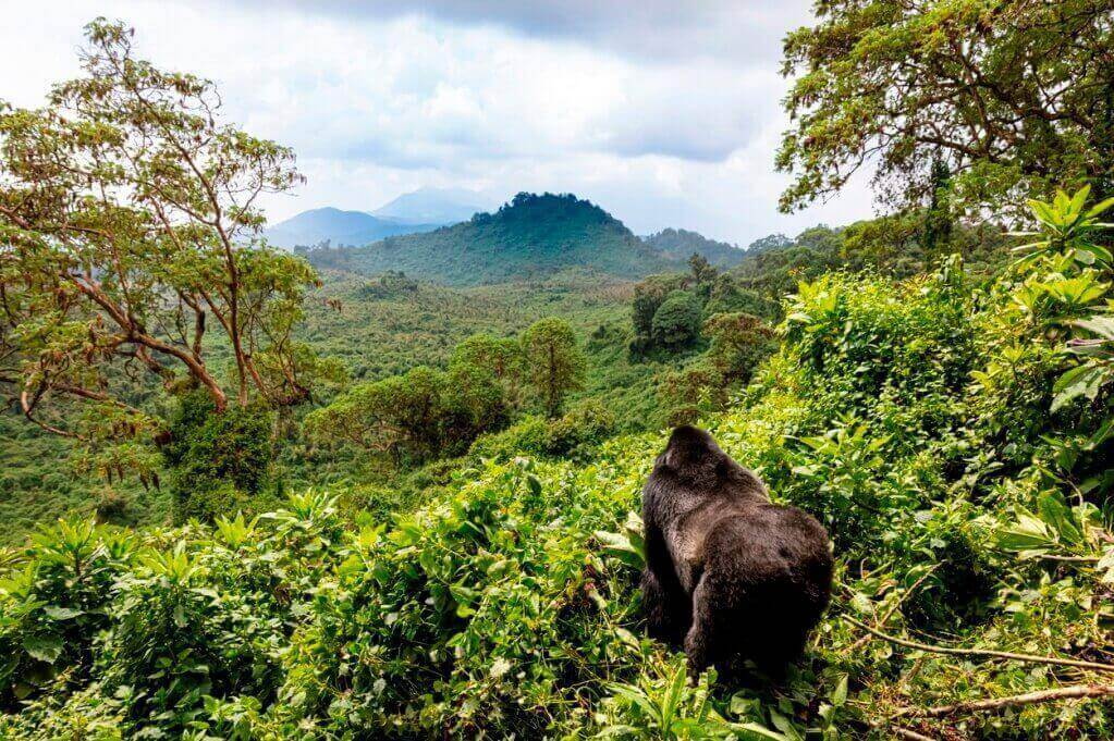 Rwanda Best African Countries to Visit
