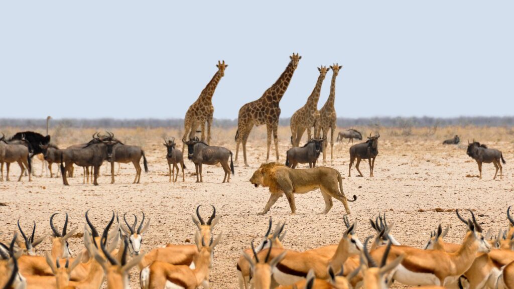 namibia, africa nature